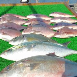 海の釣堀 海恵 釣果