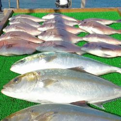 海の釣堀 海恵 釣果