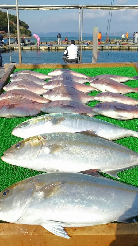 海の釣堀 海恵 釣果