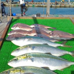 海の釣堀 海恵 釣果
