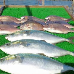 海の釣堀 海恵 釣果