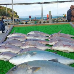 海の釣堀 海恵 釣果