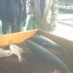 海の釣堀 海恵 釣果