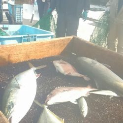 海の釣堀 海恵 釣果