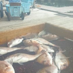 海の釣堀 海恵 釣果