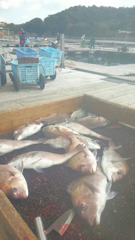海の釣堀 海恵 釣果