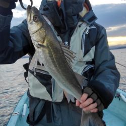 アマテラス 釣果