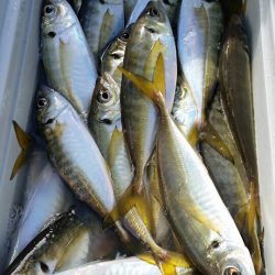 金沢八景鴨下丸 釣果