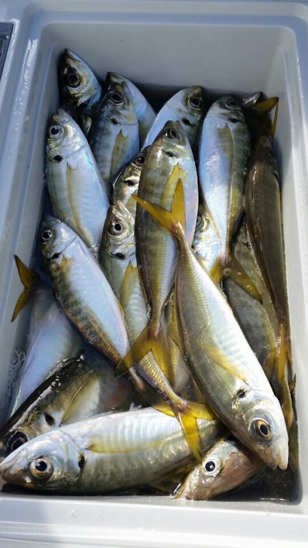 金沢八景鴨下丸 釣果