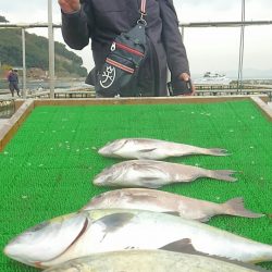 海の釣堀 海恵 釣果