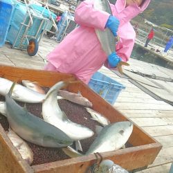 海の釣堀 海恵 釣果