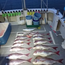 ARCADIAⅡ (アルカディアⅡ) 釣果