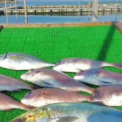 海の釣堀 海恵 釣果