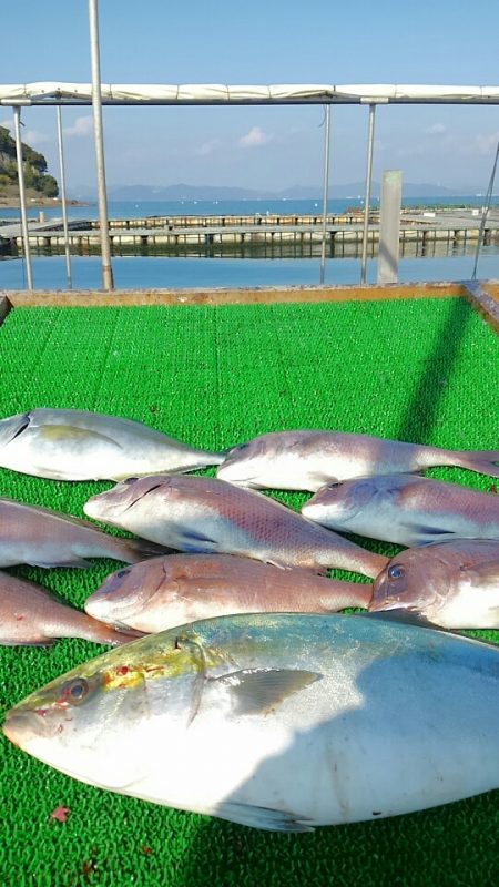 海の釣堀 海恵 釣果