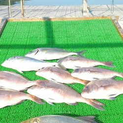 海の釣堀 海恵 釣果
