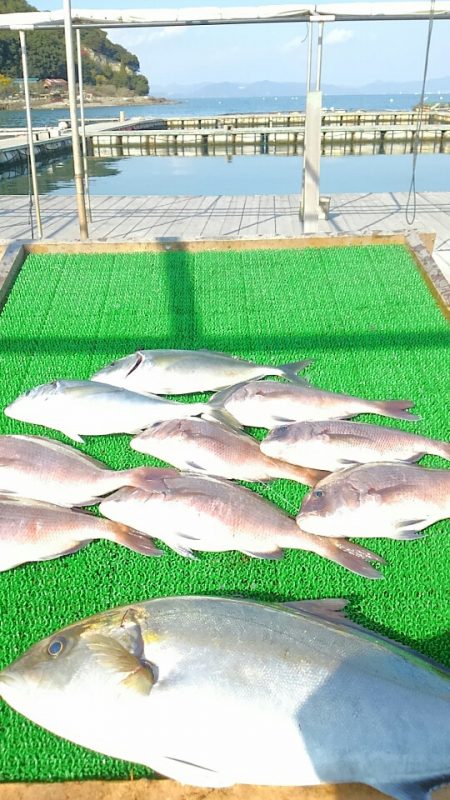 海の釣堀 海恵 釣果