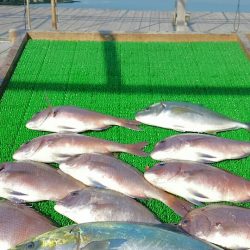 海の釣堀 海恵 釣果