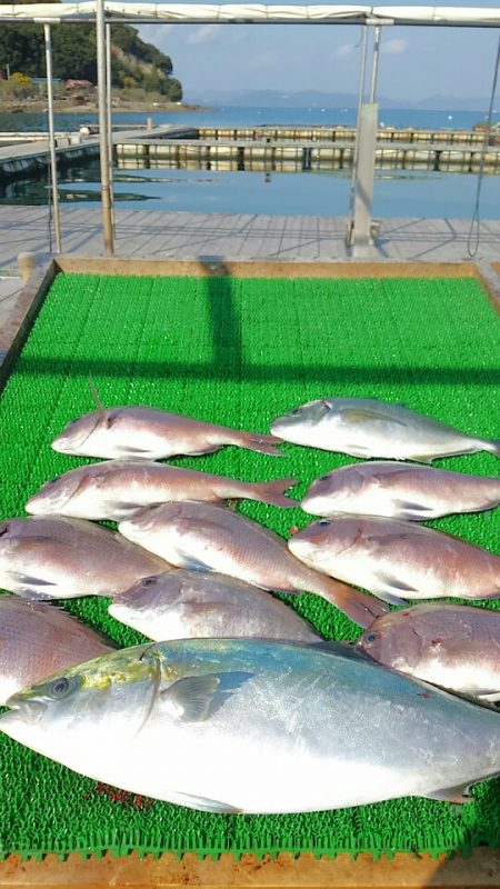 海の釣堀 海恵 釣果