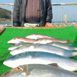 海の釣堀 海恵 釣果