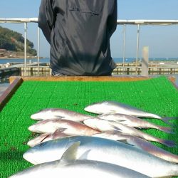 海の釣堀 海恵 釣果
