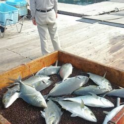海の釣堀 海恵 釣果
