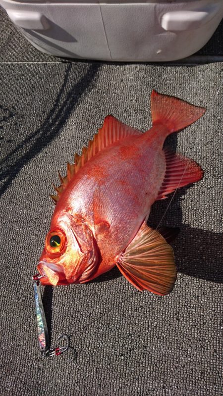 ARCADIAⅡ (アルカディアⅡ) 釣果