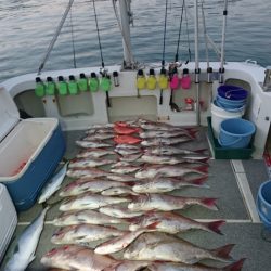 ARCADIAⅡ (アルカディアⅡ) 釣果