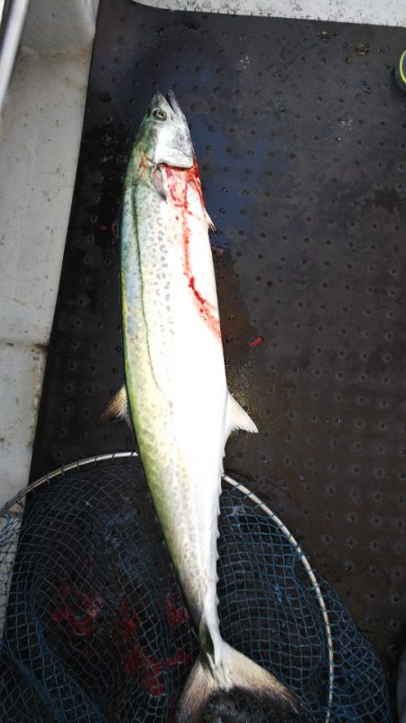 第二龍勢丸 釣果