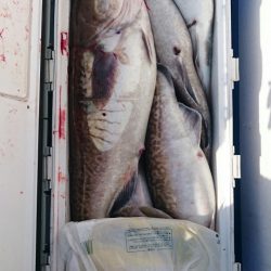 海龍丸(石川) 釣果