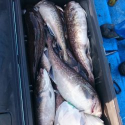 海龍丸(石川) 釣果