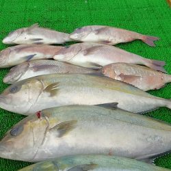 海の釣堀 海恵 釣果