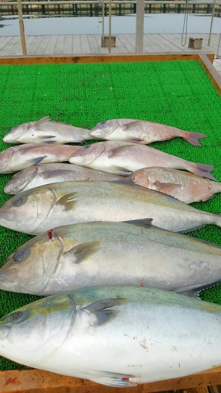 海の釣堀 海恵 釣果