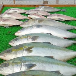 海の釣堀 海恵 釣果