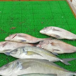海の釣堀 海恵 釣果