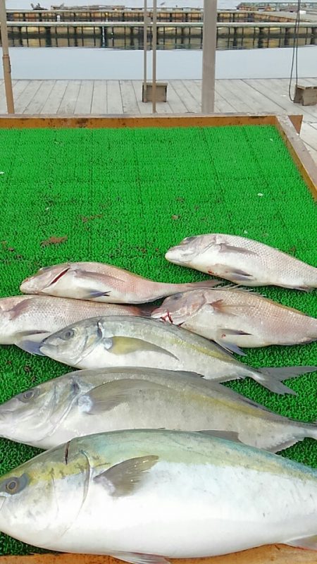 海の釣堀 海恵 釣果