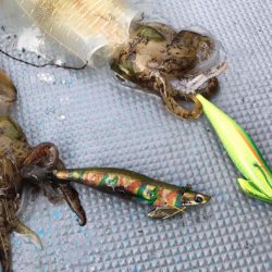 South Current 釣果