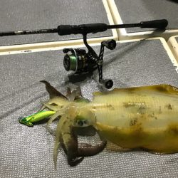 South Current 釣果