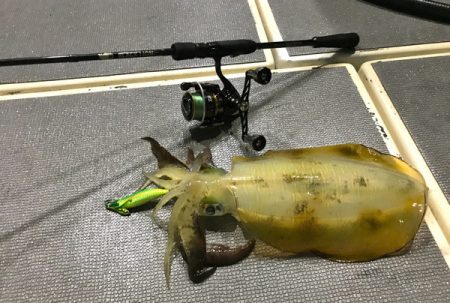 South Current 釣果