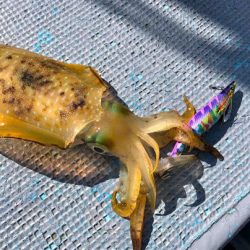 South Current 釣果