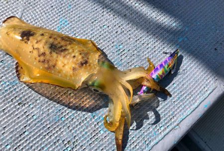 South Current 釣果