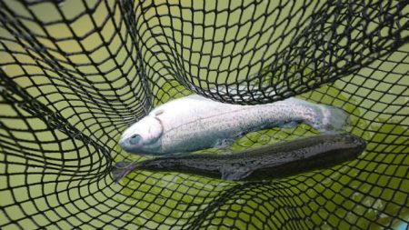 としまえんフィッシングエリア 釣果