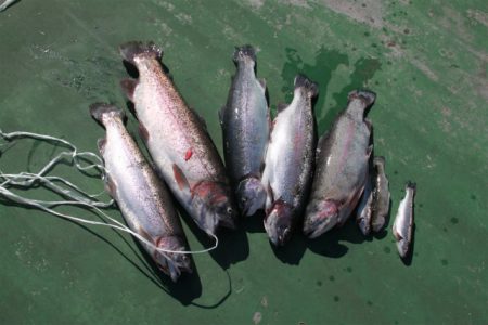 としまえんフィッシングエリア 釣果