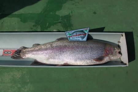 としまえんフィッシングエリア 釣果