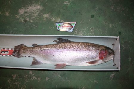 としまえんフィッシングエリア 釣果