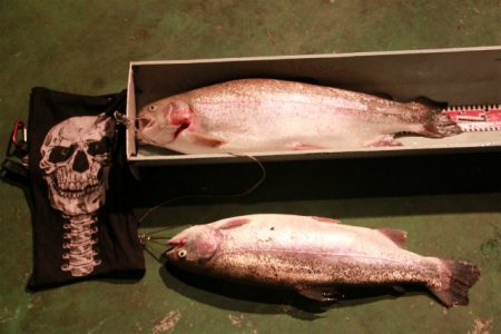 としまえんフィッシングエリア 釣果