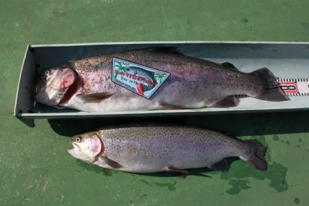 としまえんフィッシングエリア 釣果