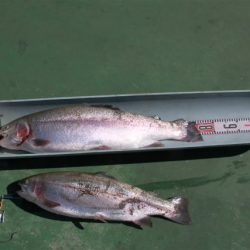 としまえんフィッシングエリア 釣果