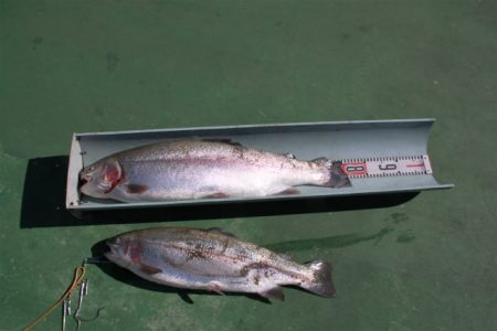 としまえんフィッシングエリア 釣果