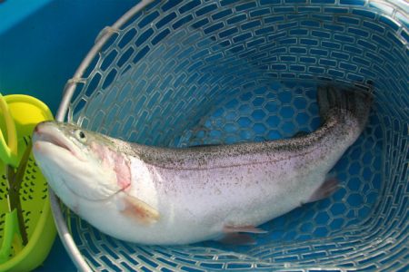 としまえんフィッシングエリア 釣果