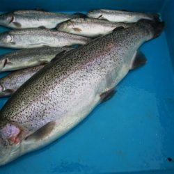 としまえんフィッシングエリア 釣果